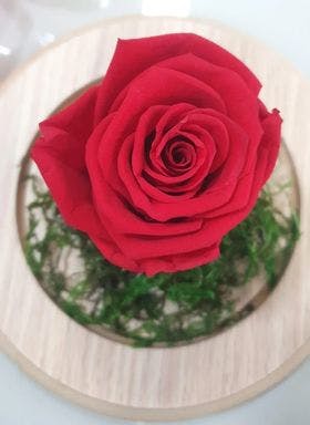 Rosa Preservada Vermelha -  Cúpula de Vidro