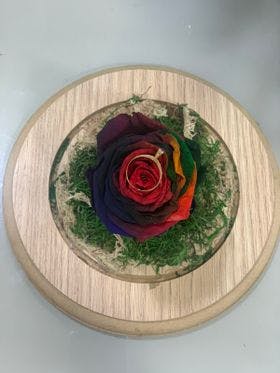 Rosa preservada Bicolor - Cúpula de Vidro