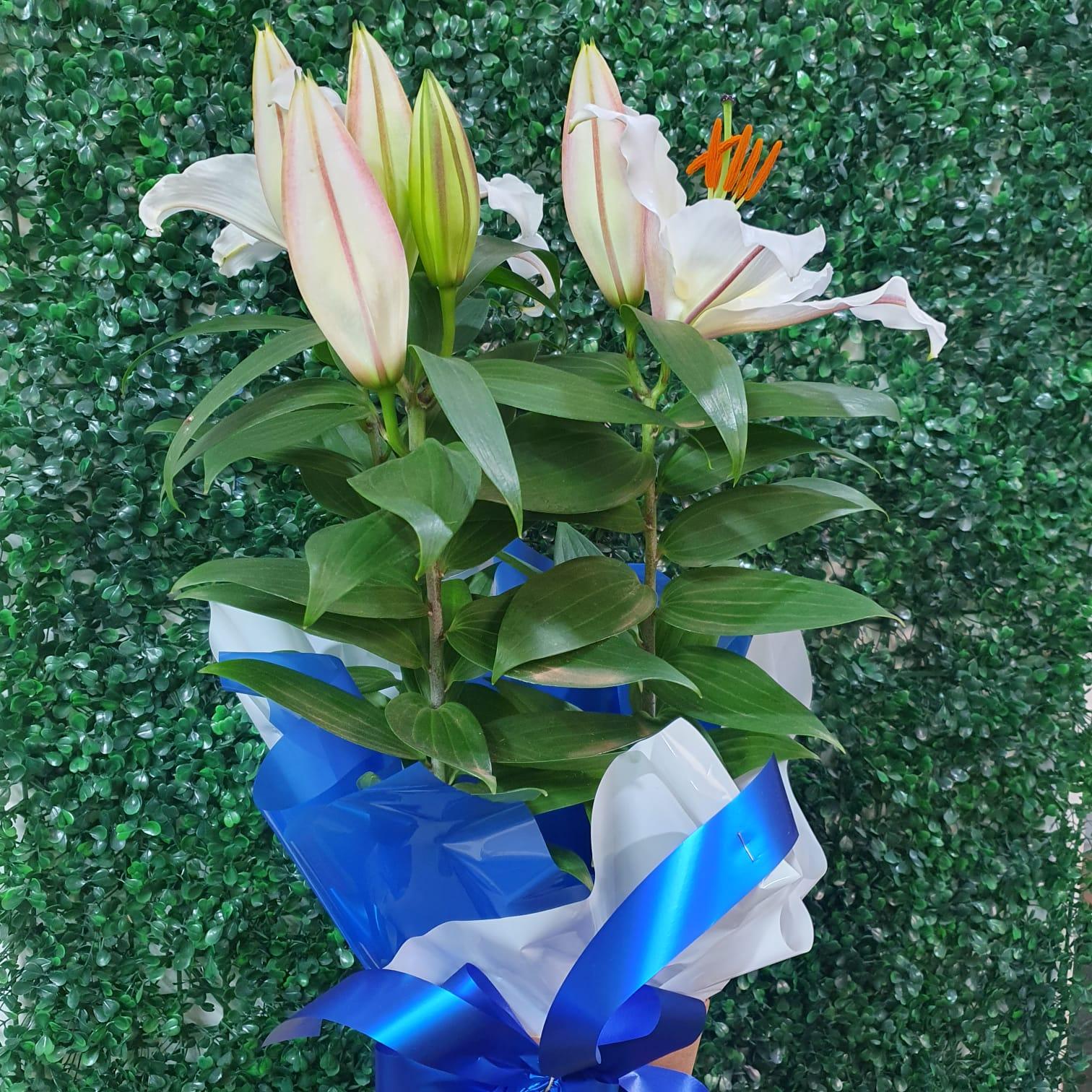 thumb-lirio-plantado-0