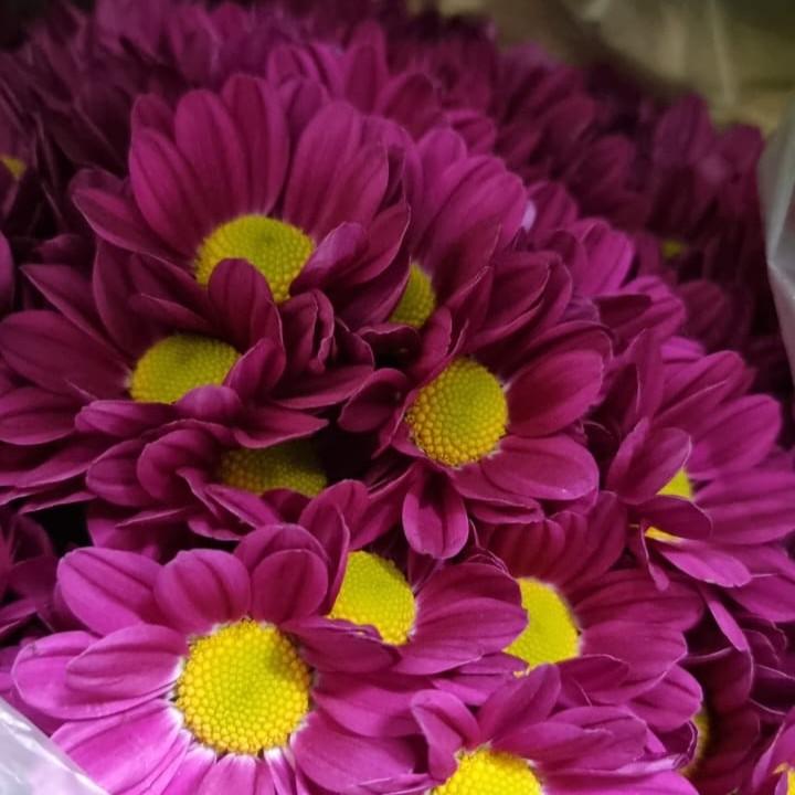 thumb-buque-de-margarida-juta-2