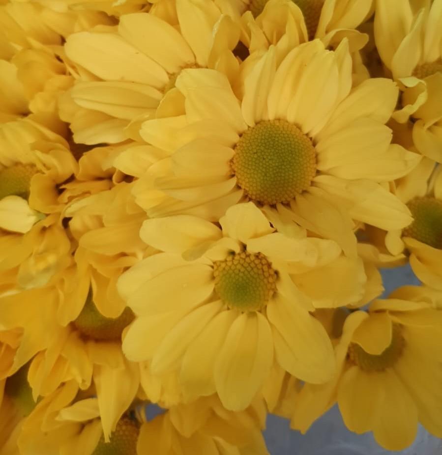 thumb-buque-de-margarida-juta-3