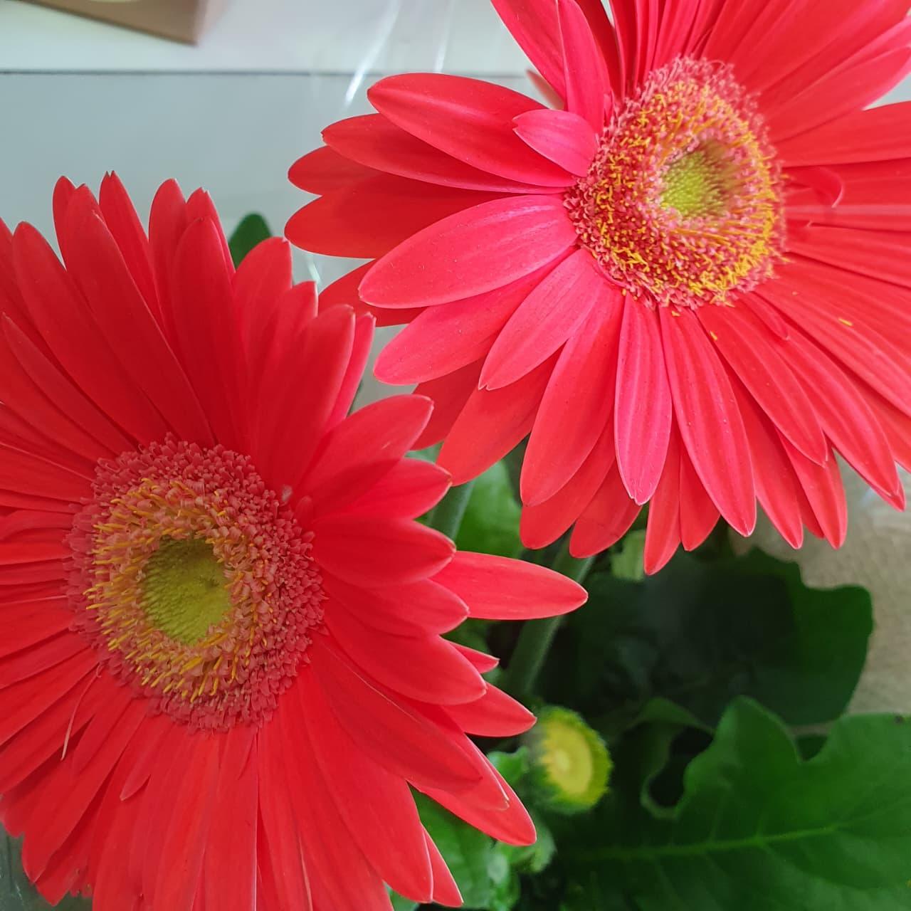 thumb-gerbera-3