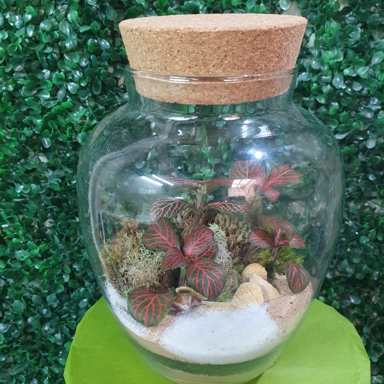 Terrario - vaso de vidro