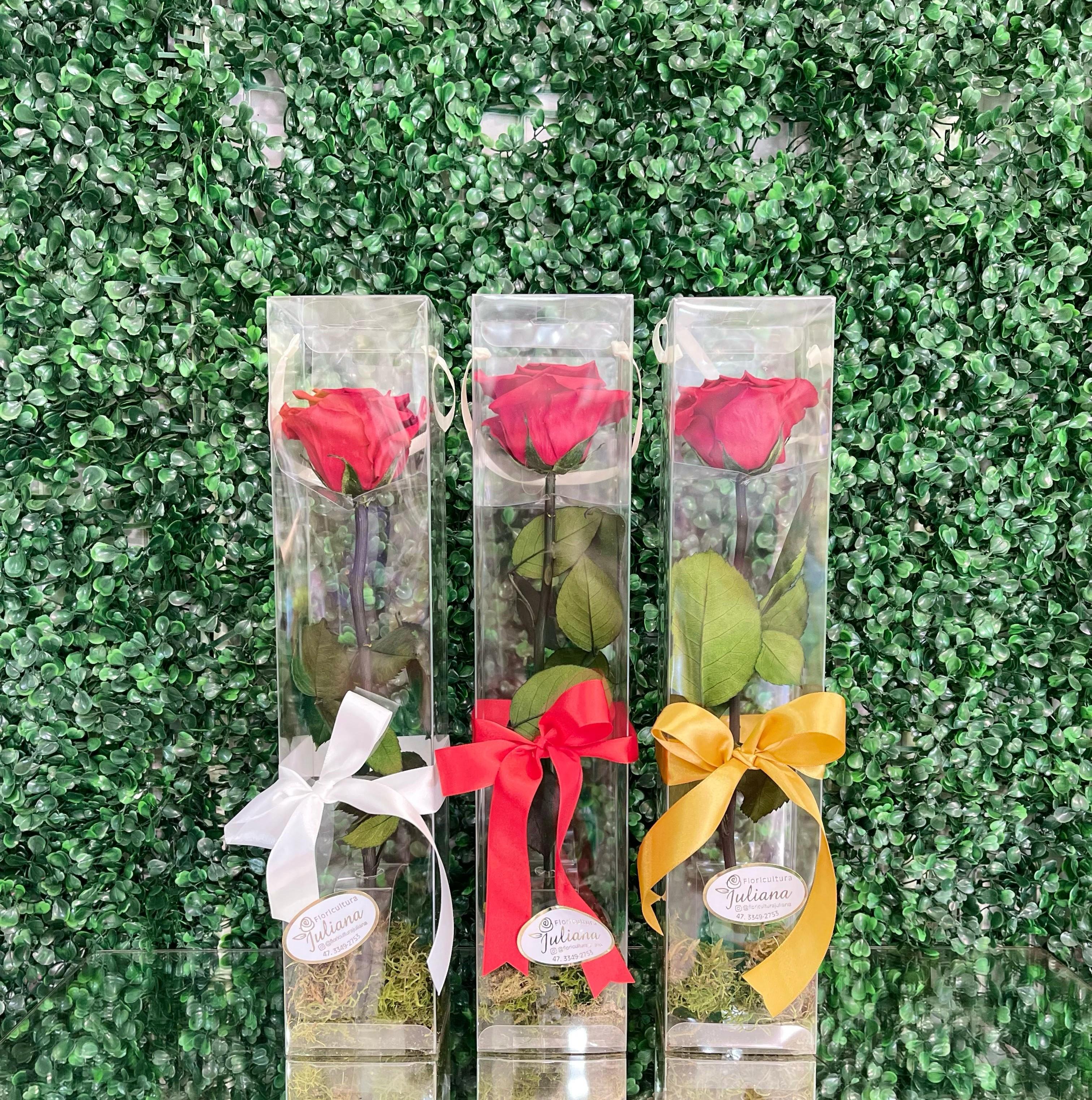 thumb-rosas-encantadas-0