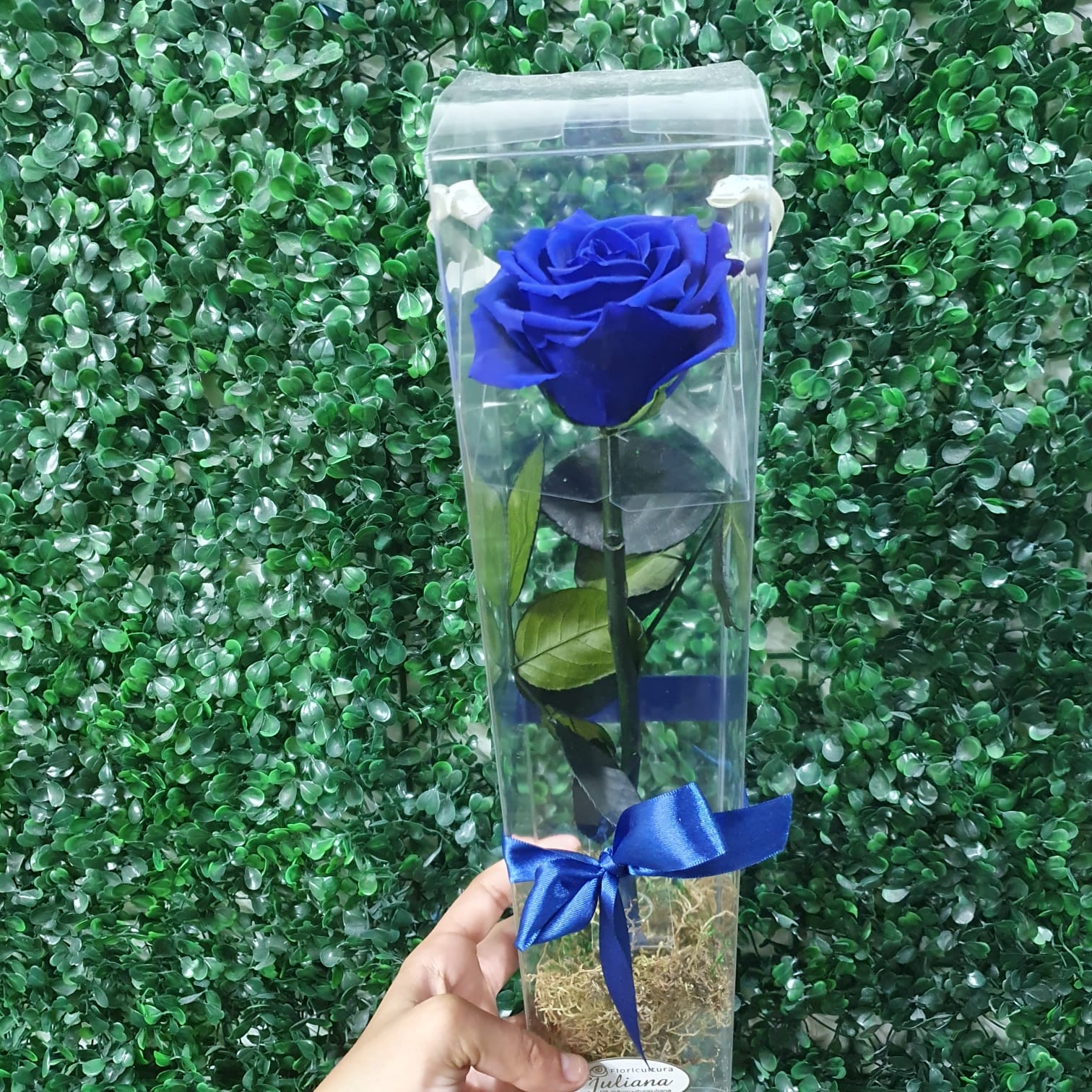 Rosa encantada - Azul