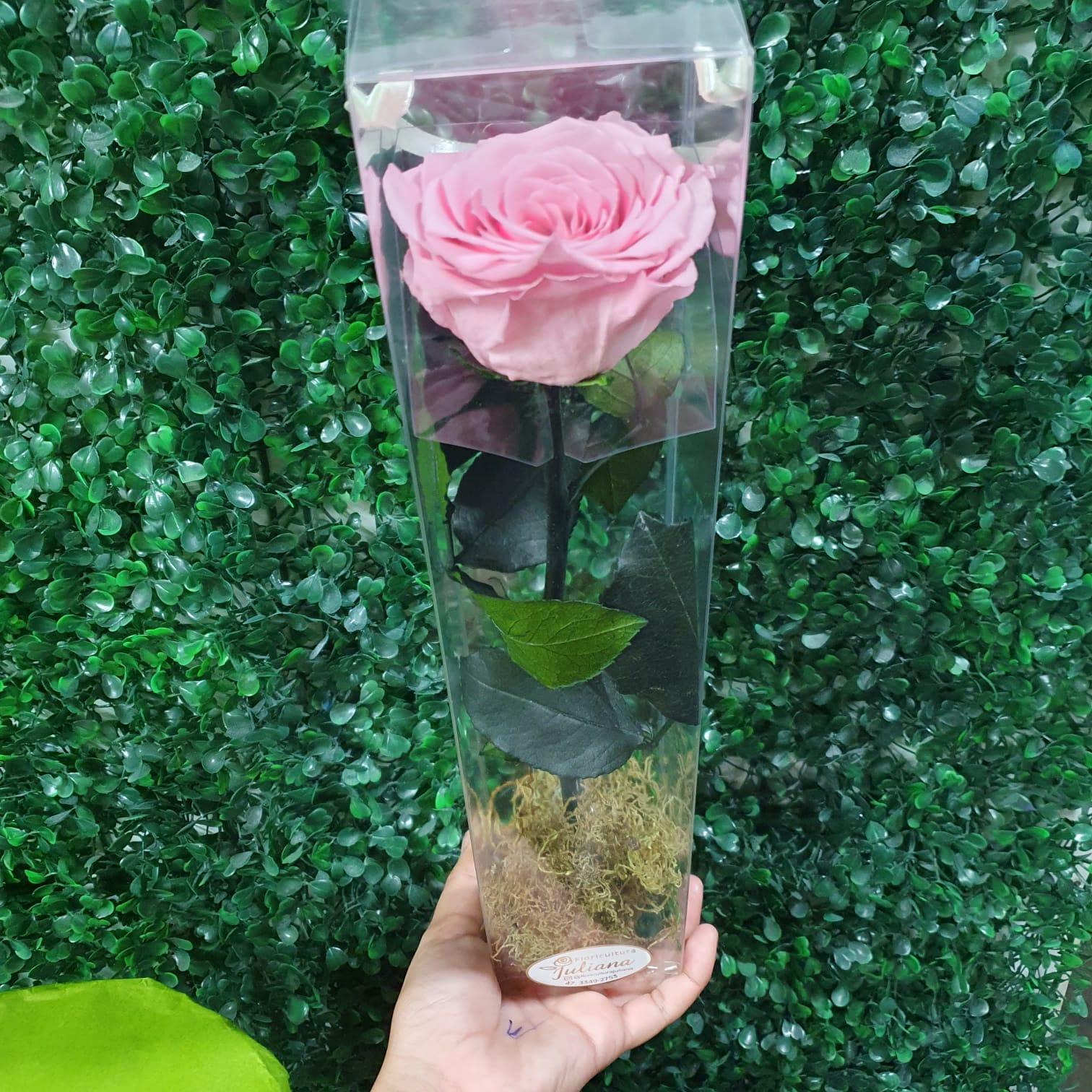 thumb-rosa-encantada-rosa-0