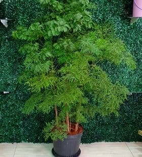 Árvore da Felicidade - GRANDE